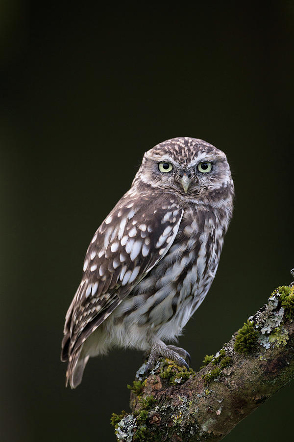 Little Owl Photograph by Pete Walkden