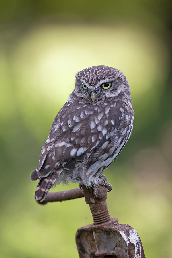 Little Owl Pipe Bender Photograph by Pete Walkden
