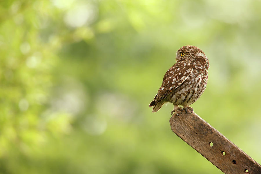 Owl Photograph - Little Owl by Roeselien Raimond