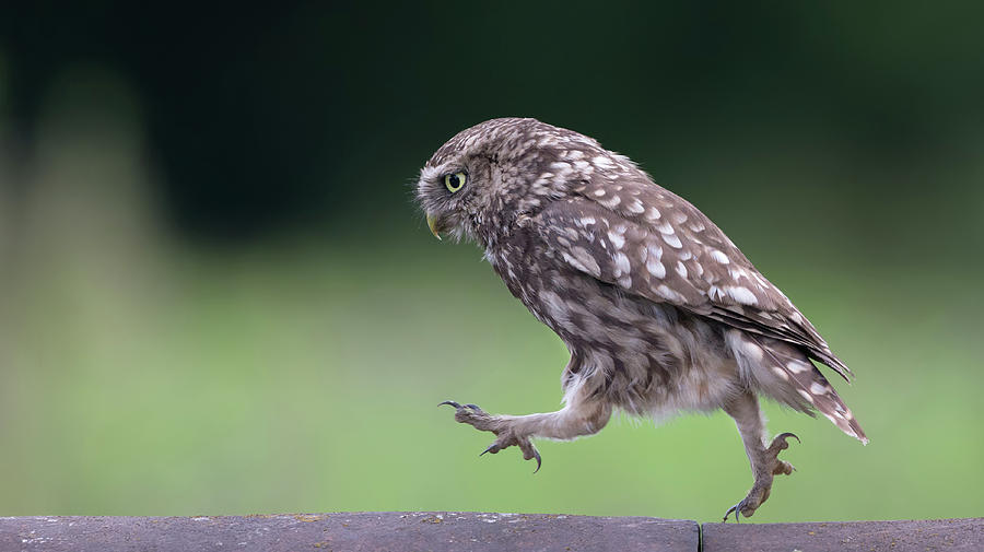 Little Owl Running Along Ridge Tiles Photograph by Pete Walkden