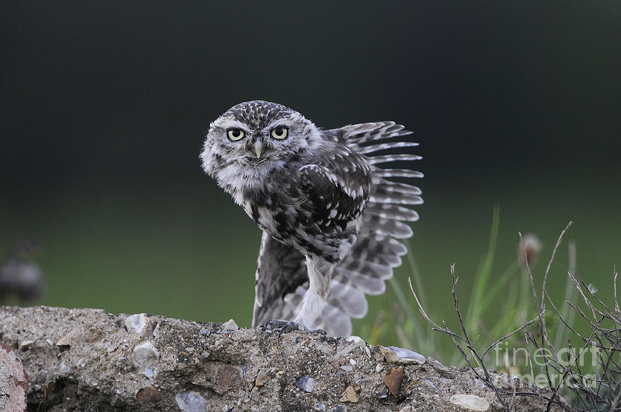 Little Owl Stretching Photograph by Richard Brooks/FLPA