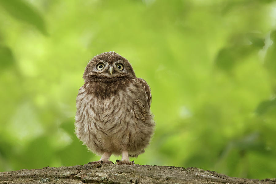Owl Photograph - Little Owlet by Roeselien Raimond