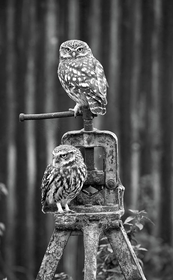 Little Owls Black And White Photograph by Pete Walkden