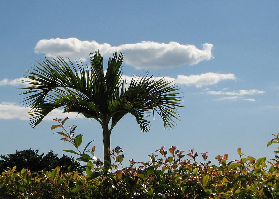 Little Palm Photograph by T Guy Spencer