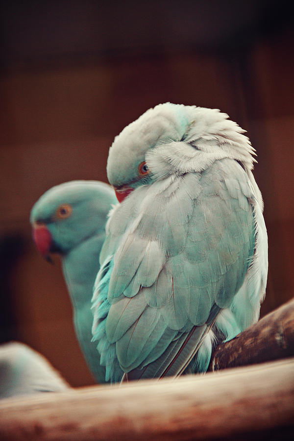 Macaw Photograph - Little parrots by Svetlana Yelkovan