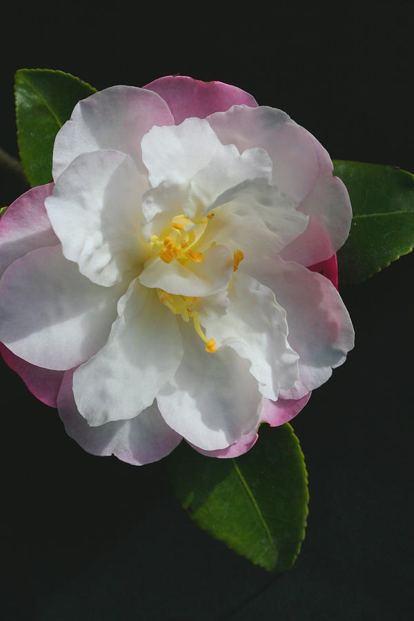 Little Pearl Camellia Photograph by Tammy Pool