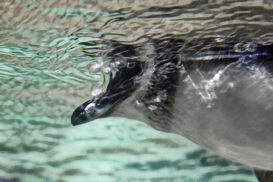 Little Penguin Blowing Bubbles Photograph by Miroslava Jurcik