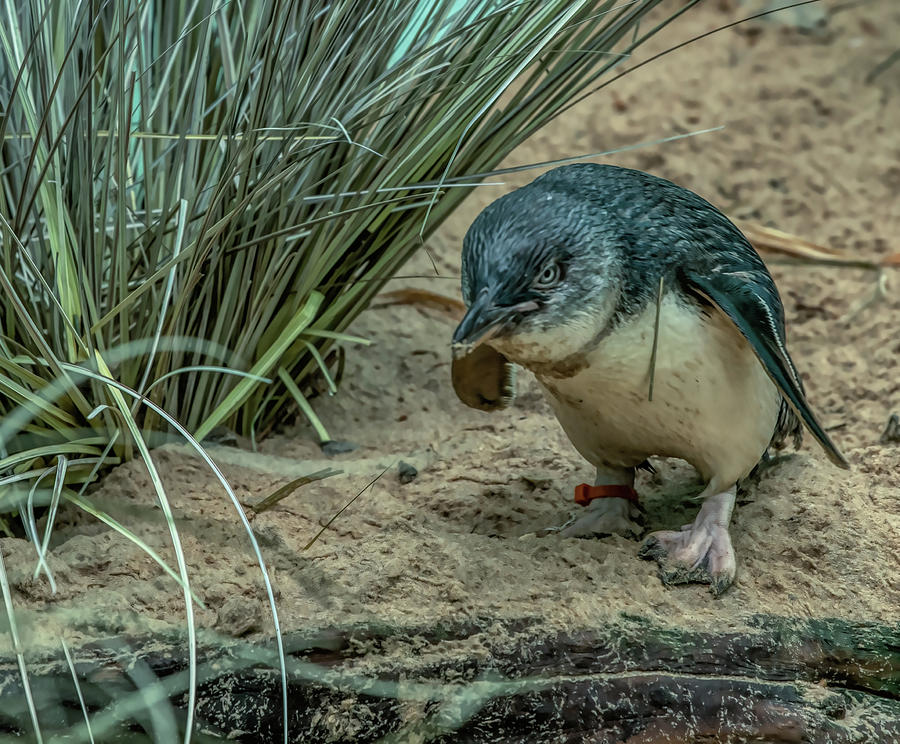Little Penguin Photograph - Little Penguin by David Pine