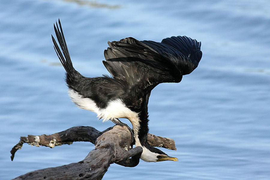 Little Pied Cormorant 1A Photograph by Tony Brown