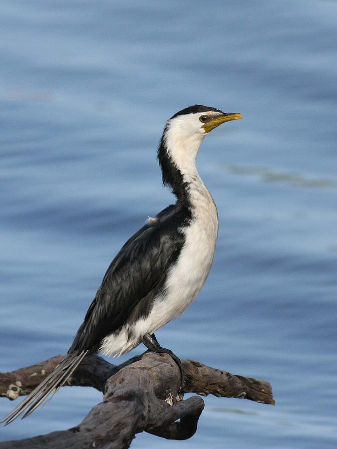 Little Pied Cormorant A Photograph by Tony Brown