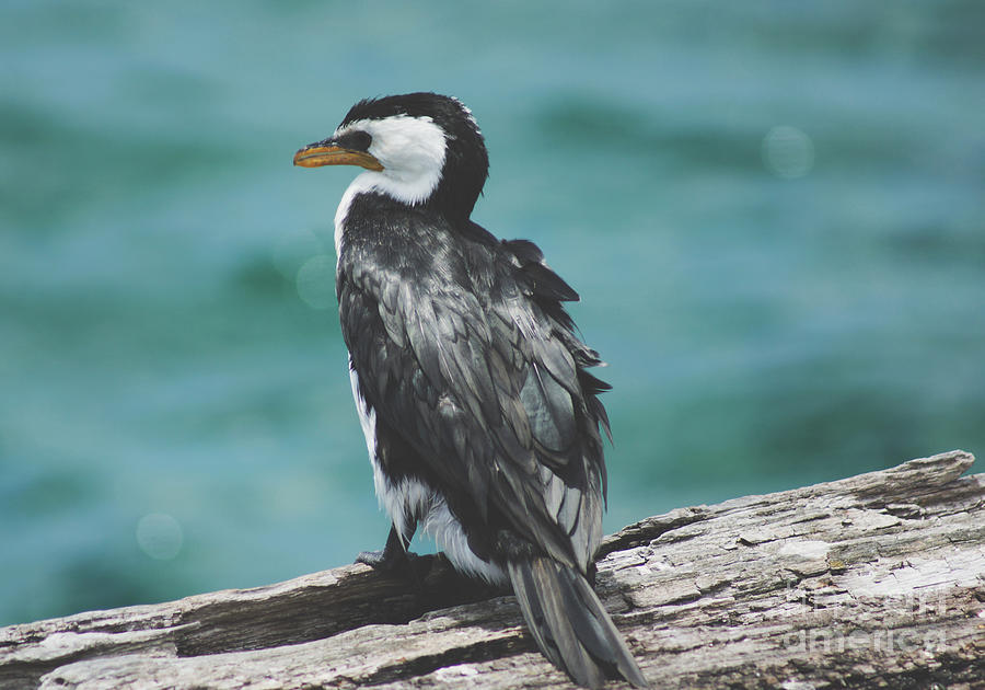 Little Pied Cormorant II Photograph by Cassandra Buckley