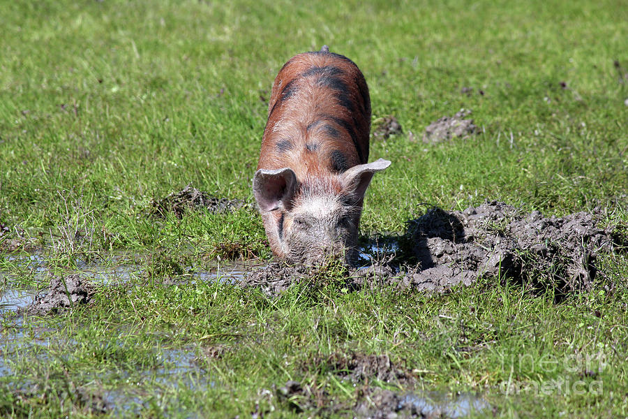 Little Pig In A Mud Farm Scene Photograph by Goce Risteski - Fine Art ...