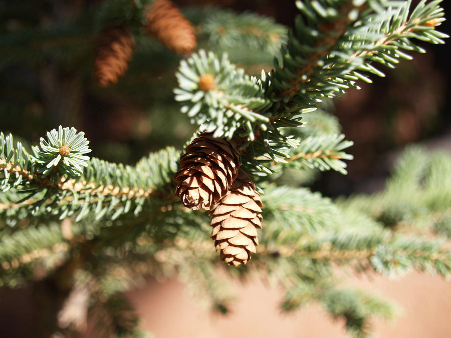Little Pine Cones Photograph by James Granberry
