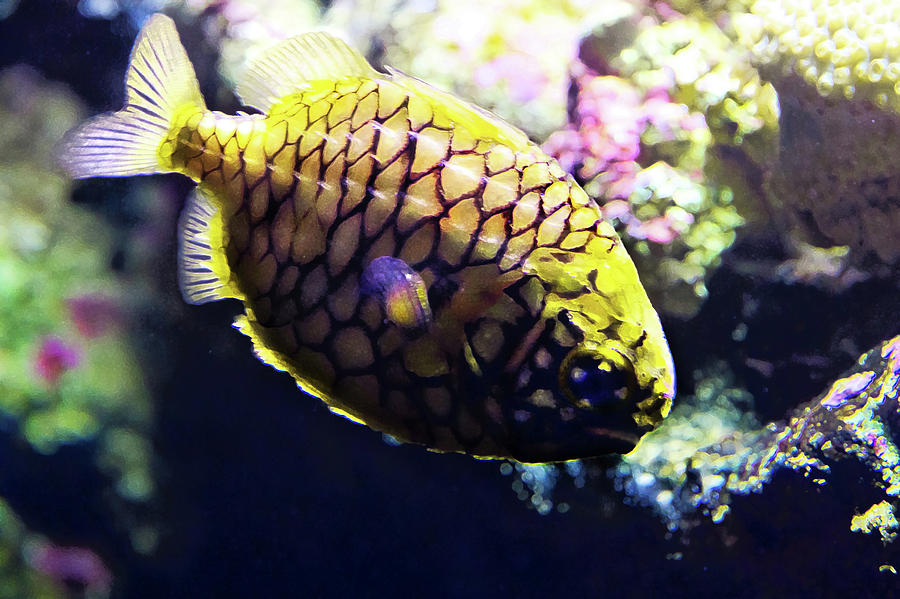 Little Pineapple Fish Photograph by Miroslava Jurcik