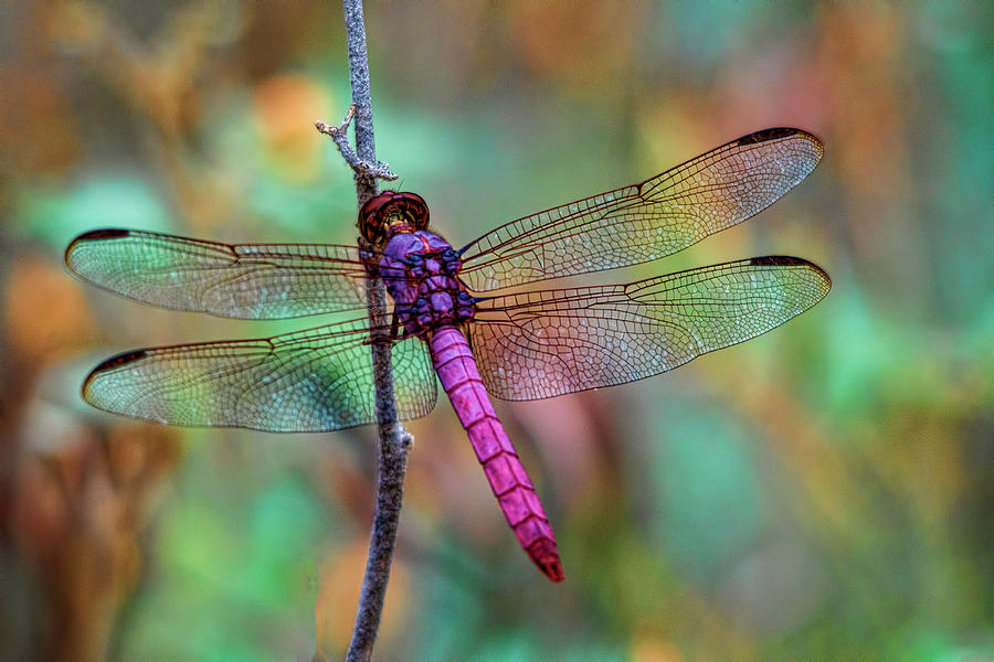 Insects Photograph - Little Pink Dragonfly  by Saija Lehtonen