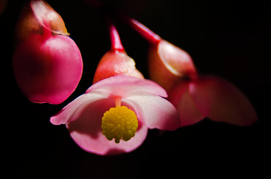 Little pink flowers in the spotlight Photograph by Wolfgang Stocker