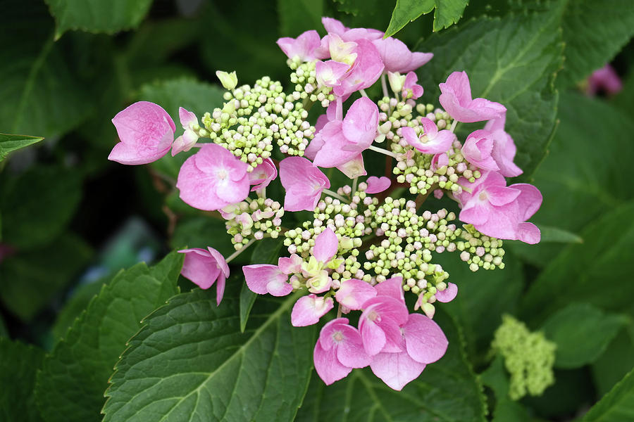 Little Pink Flowers Photograph by Nancy Aurand-Humpf | Fine Art America