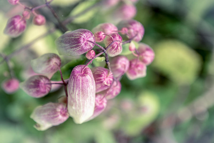 Nature Photograph - Little Pink Flowers by Sandi Kroll