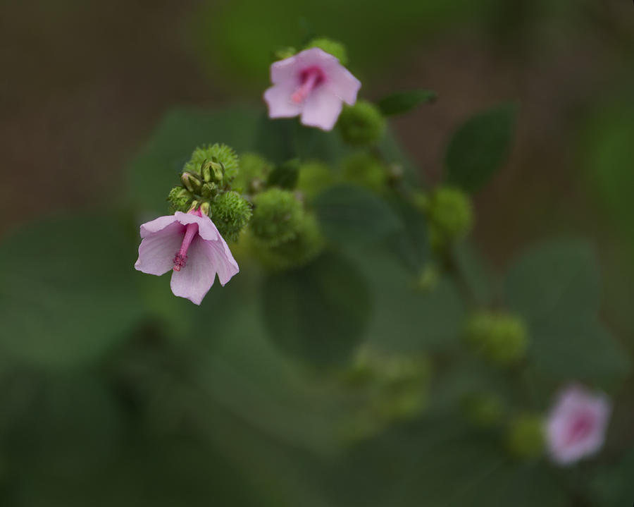 Little Pink Wildflower in the Florida Wetlands Photograph by Mitch ...