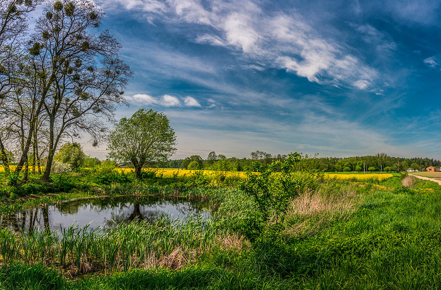 Nature Photograph - Little pond near a rapeseed field by Dmytro Korol