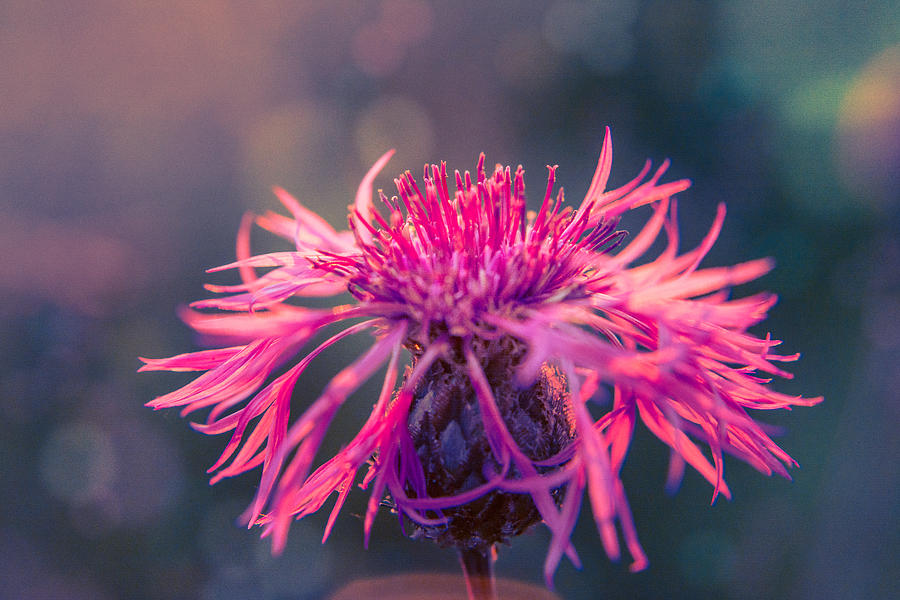 Little Pretty Flower Photograph by Marcus Karlsson Sall