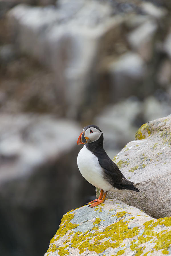 Little Puffin Photograph by Svetlana Sewell