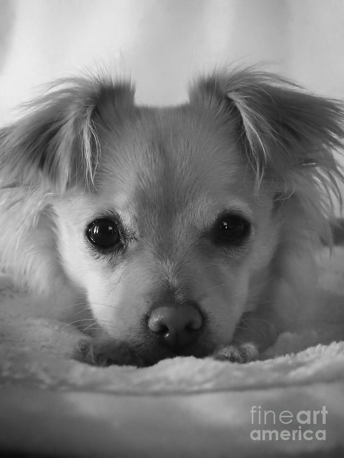 Little Puppy Portrait Photograph by Ella Kaye Dickey