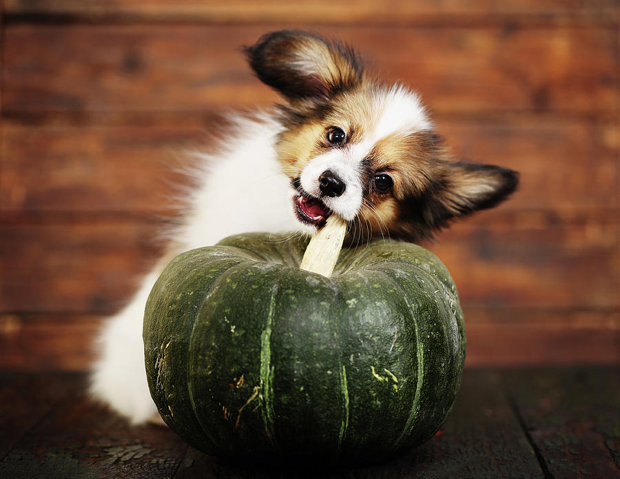 little puppy with pumpkin by Iuliia Malivanchuk Photograph by Iuliia Malivanchuk