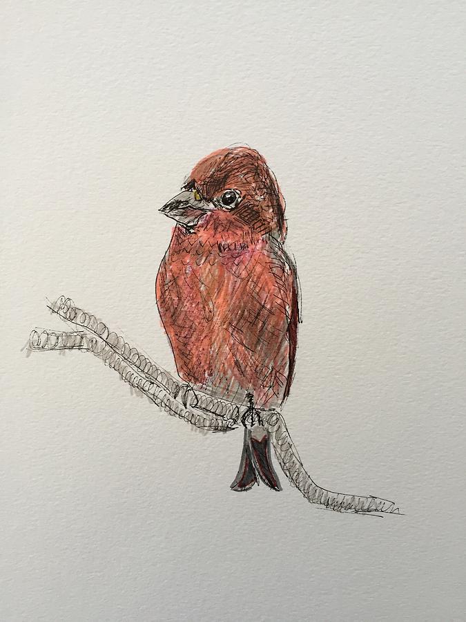 Little Purple Finch Drawing by Gail Eisenfeld