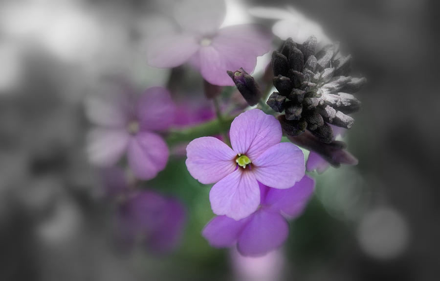 Little purple flower Photograph by Jolly Van der Velden