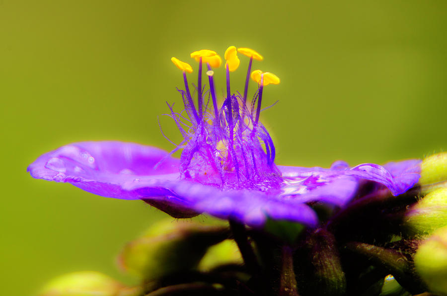 Little Purple Flower Shines Photograph by Wolfgang Stocker