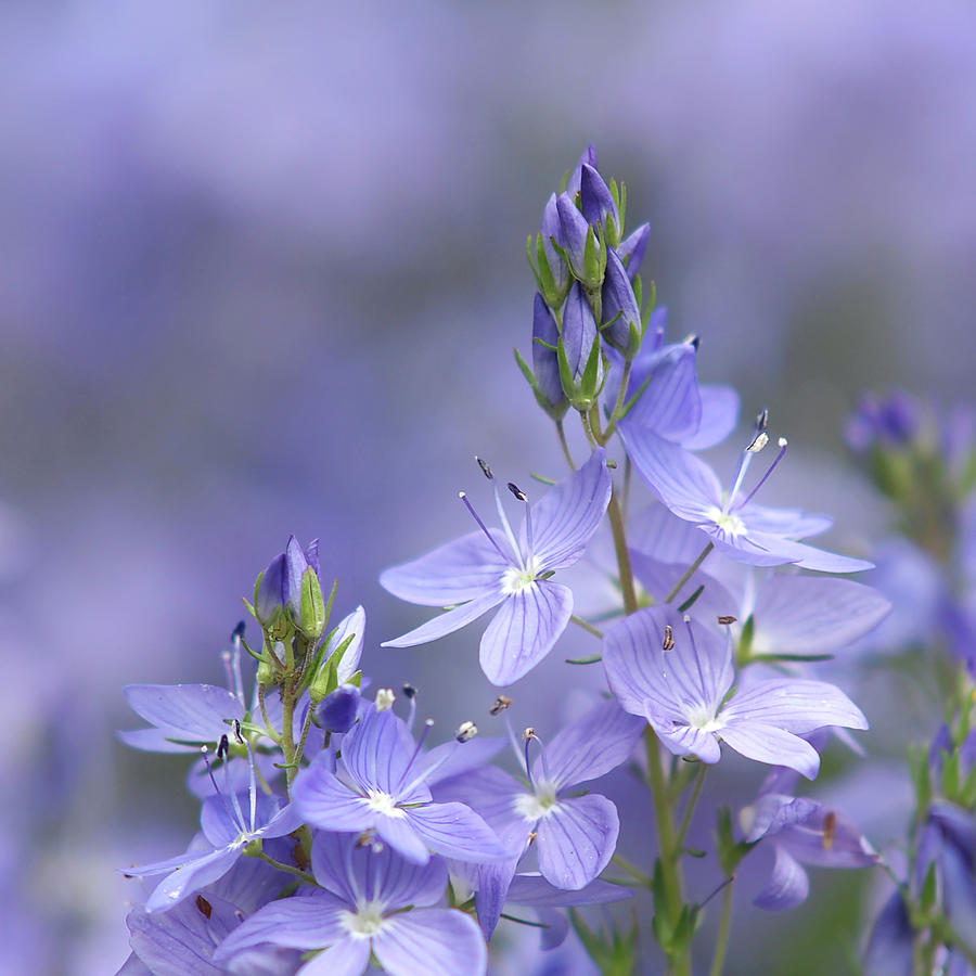 Little Purple Flowers - Square Photograph by Gill Billington