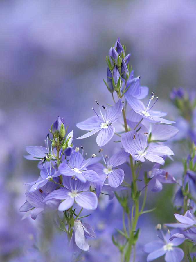 Little Purple Flowers Vertical Photograph by Gill Billington
