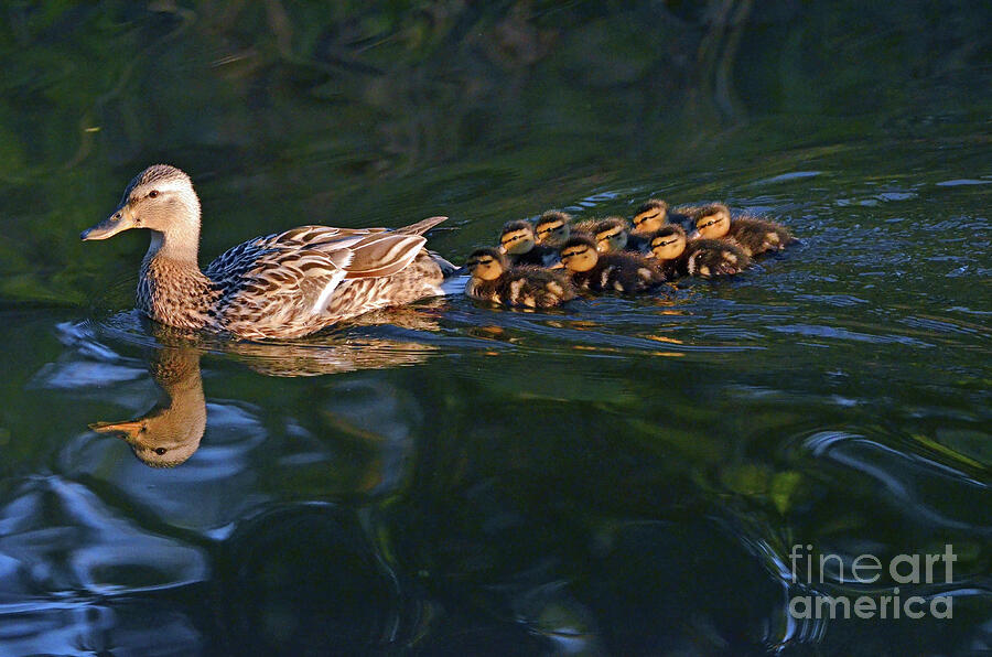 Duck Photograph - New Hatchling Formation in Keller Texas by Debby Pueschel