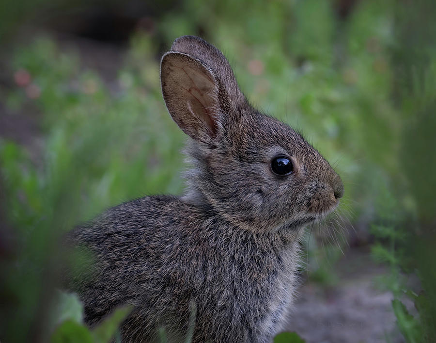 Nature Photograph - Little Rabbit by Beth Sargent