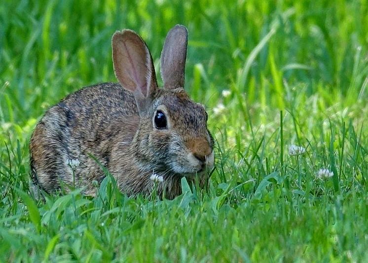 Little Rabbit Frou Frou Photograph by Lori Pessin Lafargue