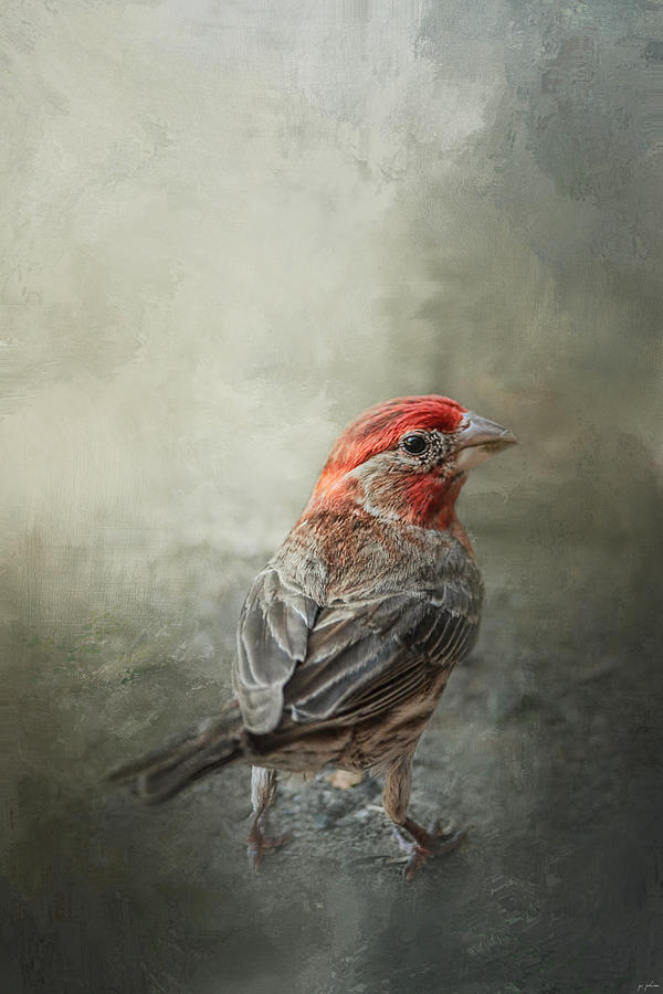 Bird Photograph - Little Red After The Storm by Jai Johnson