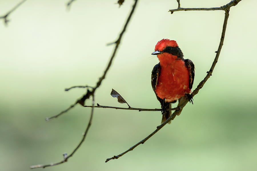 Little Red Beauty - Vermilion Flycatcher Photograph by Debra Martz