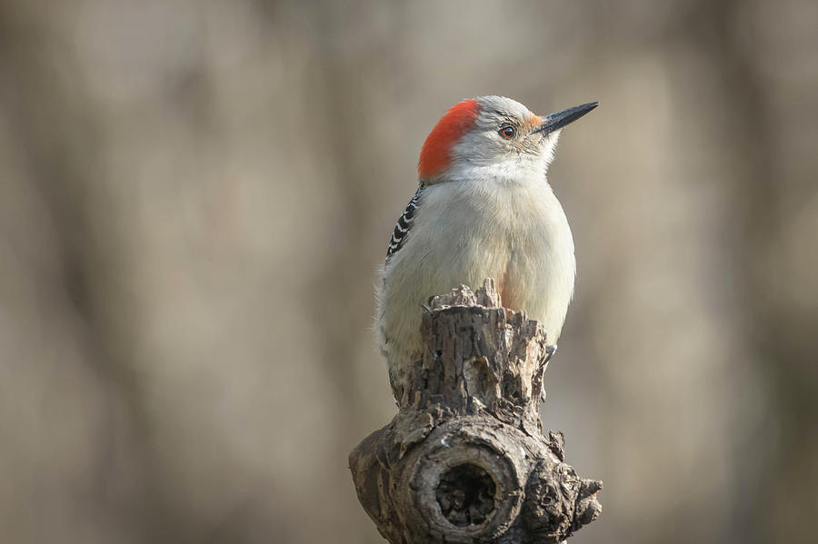 Little Red-Bellied Woodpecker img 4 Photograph by Bruce Pritchett