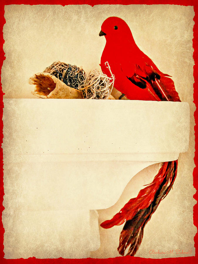 Little Red Bird Photograph by Barbara Zahno