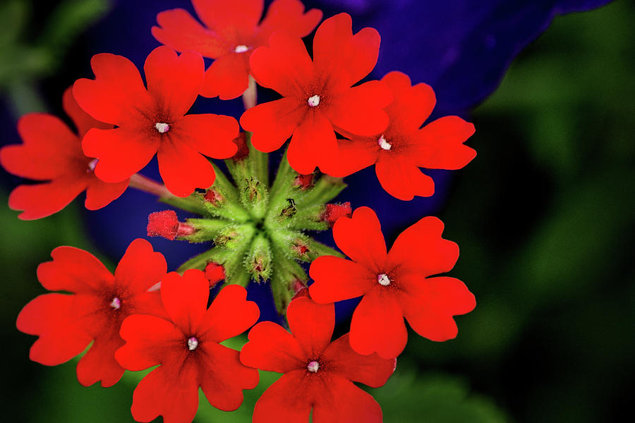 Don Johnson Photograph - Little Red Flowers by Don Johnson