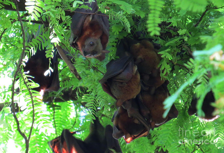 Little Red Flying Foxes. Photograph