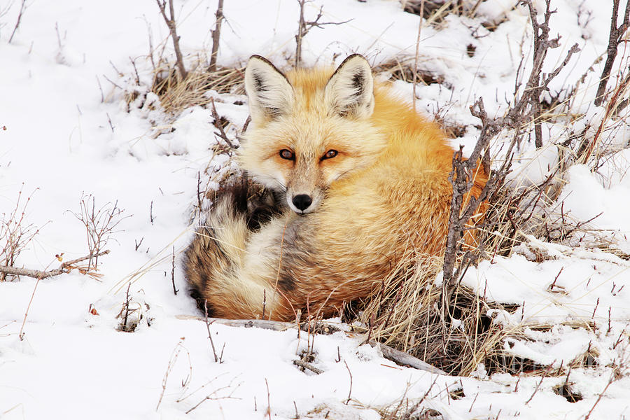 Little Red Fox Photograph by Alyce Taylor