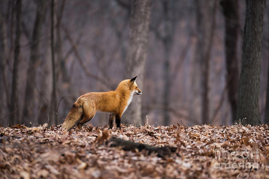 Little Red Fox Photograph by Andrea Silies