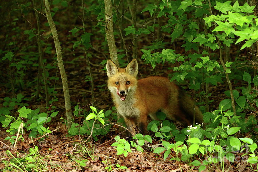 Little Red Fox In The Woods Photograph by Christiane Schulze Art And Photography