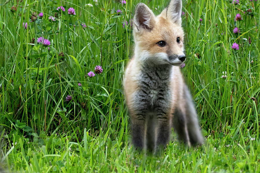 Little red fox kit in the field Photograph by Dan Friend