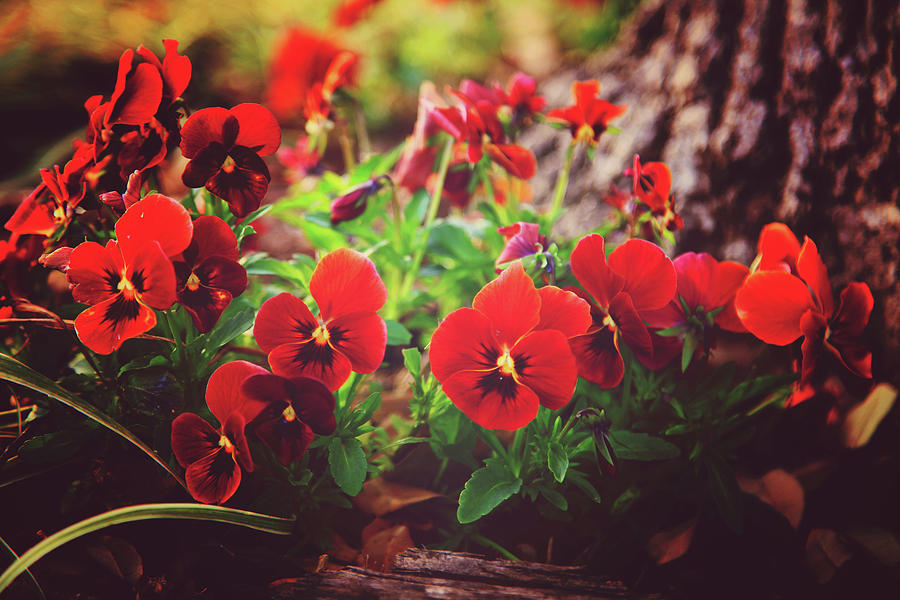 Little Red Pansies Photograph by Toni Hopper