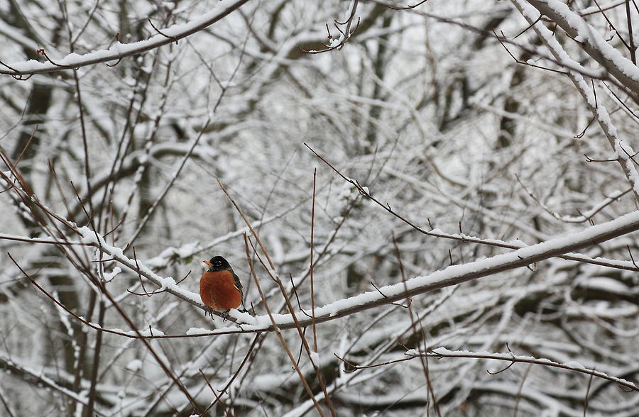 Little Red Robin Photograph by Bethany Dhunjisha