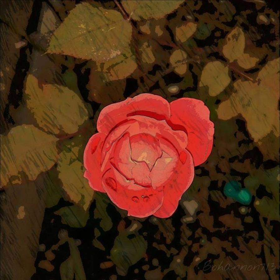 Winter Photograph - Little Red Rose! by Percy Bohannon