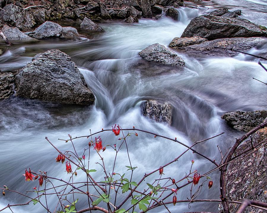 Little River Columbines Photograph by Alan Raasch